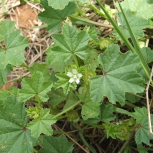 Malva parviflora at Nangus, NSW - 15 Nov 2010