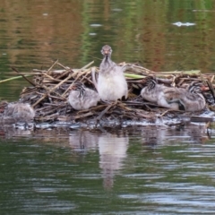 Tachybaptus novaehollandiae (Australasian Grebe) at Tuggeranong Creek to Monash Grassland - 3 Jan 2021 by RodDeb