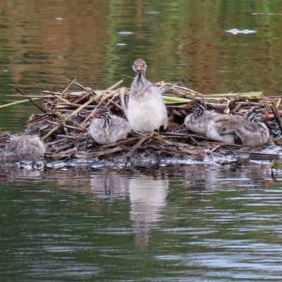 Tachybaptus novaehollandiae (Australasian Grebe) at Isabella Pond - 3 Jan 2021 by RodDeb