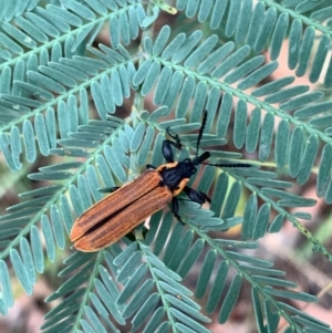 Rhinotia haemoptera at Murrumbateman, NSW - 4 Jan 2021