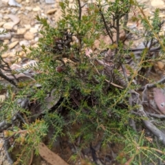 Dillwynia phylicoides at Currawang, NSW - 23 Dec 2020