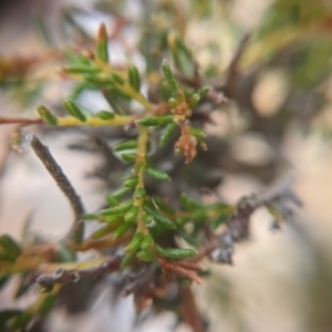 Dillwynia phylicoides at Currawang, NSW - 23 Dec 2020