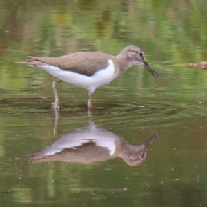 Actitis hypoleucos at Monash, ACT - 3 Jan 2021