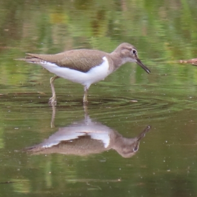 Actitis hypoleucos (Common Sandpiper) at Monash, ACT - 3 Jan 2021 by RodDeb