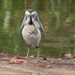 Actitis hypoleucos at Monash, ACT - 3 Jan 2021