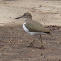 Actitis hypoleucos at Monash, ACT - 3 Jan 2021