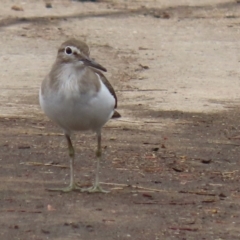 Actitis hypoleucos at Monash, ACT - 3 Jan 2021