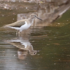 Actitis hypoleucos at Monash, ACT - 3 Jan 2021