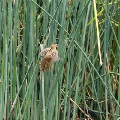 Poodytes gramineus (Little Grassbird) at Tuggeranong Creek to Monash Grassland - 3 Jan 2021 by RodDeb