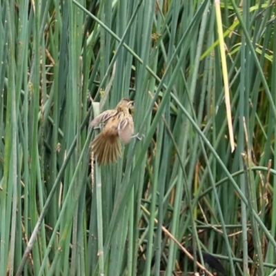 Poodytes gramineus (Little Grassbird) at Isabella Pond - 3 Jan 2021 by RodDeb