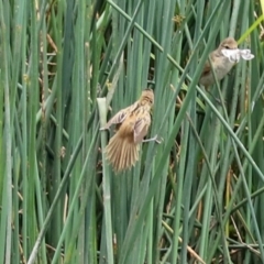 Poodytes gramineus at Monash, ACT - 3 Jan 2021 02:27 PM