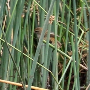 Poodytes gramineus at Monash, ACT - 3 Jan 2021