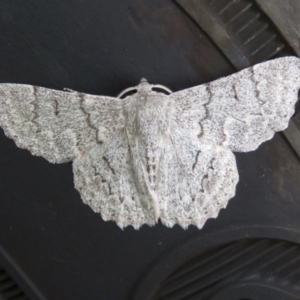 Crypsiphona ocultaria at Macarthur, ACT - 4 Jan 2021