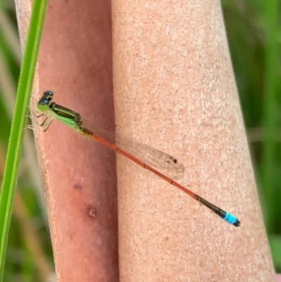 Ischnura aurora (Aurora Bluetail) at Murrumbateman, NSW - 4 Jan 2021 by SimoneC