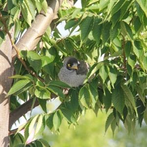 Manorina melanocephala at Throsby, ACT - 4 Jan 2021