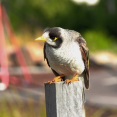 Manorina melanocephala at Throsby, ACT - 4 Jan 2021 08:26 AM