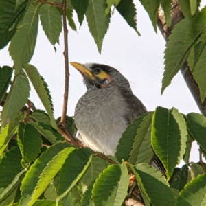 Manorina melanocephala at Throsby, ACT - 4 Jan 2021 08:26 AM