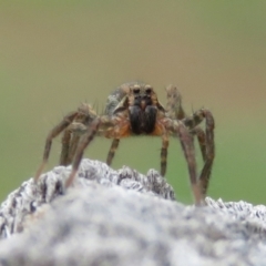 Unidentified Wolf spider (Lycosidae) (TBC) at Macarthur, ACT - 4 Jan 2021 by RodDeb