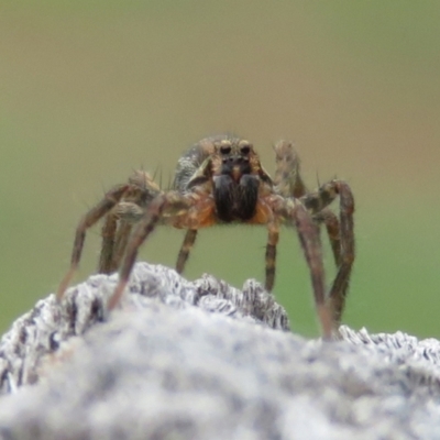 Unidentified Wolf spider (Lycosidae) at Macarthur, ACT - 4 Jan 2021 by RodDeb