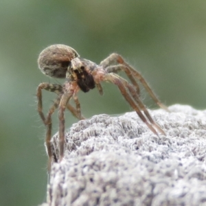 Lycosidae (family) at Macarthur, ACT - 4 Jan 2021 12:52 PM