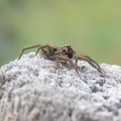 Lycosidae (family) at Macarthur, ACT - 4 Jan 2021