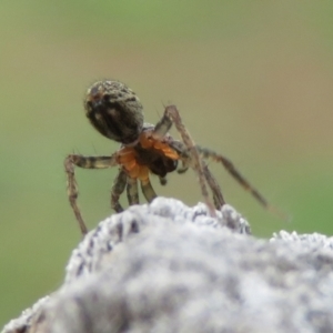 Lycosidae (family) at Macarthur, ACT - 4 Jan 2021 12:52 PM