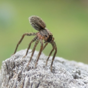 Lycosidae (family) at Macarthur, ACT - 4 Jan 2021 12:52 PM