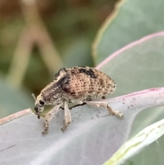 Gonipterus sp. (genus) (Eucalyptus Weevil) at Murrumbateman, NSW - 4 Jan 2021 by SimoneC