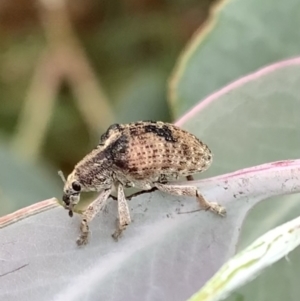 Gonipterus sp. (genus) at Murrumbateman, NSW - 4 Jan 2021