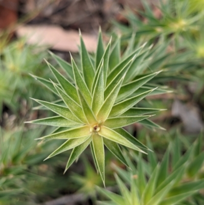 Melichrus urceolatus (Urn Heath) at QPRC LGA - 29 Dec 2020 by camcols