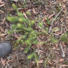 Melichrus urceolatus at Currawang, NSW - 29 Dec 2020