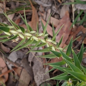 Melichrus urceolatus at Currawang, NSW - 29 Dec 2020