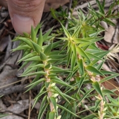 Melichrus urceolatus at Currawang, NSW - 29 Dec 2020