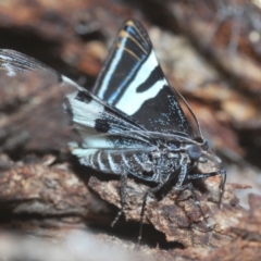 Phrataria bijugata (Bold Phrataria) at Goorooyarroo NR (ACT) - 2 Jan 2021 by Harrisi