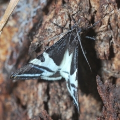 Phrataria bijugata at Forde, ACT - 2 Jan 2021 04:59 PM