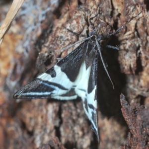 Phrataria bijugata at Forde, ACT - 2 Jan 2021 04:59 PM