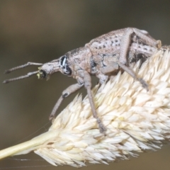 Leptopius robustus (Fruit tree root weevil) at Forde, ACT - 2 Jan 2021 by Harrisi