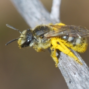 Lasioglossum (Chilalictus) sp. (genus & subgenus) at Hughes, ACT - 2 Jan 2021