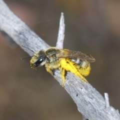 Lasioglossum (Chilalictus) sp. (genus & subgenus) at Hughes, ACT - 2 Jan 2021