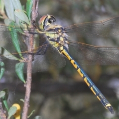 Hemicordulia tau (Tau Emerald) at Hughes, ACT - 2 Jan 2021 by Harrisi