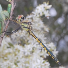 Hemicordulia tau at Hughes, ACT - 2 Jan 2021