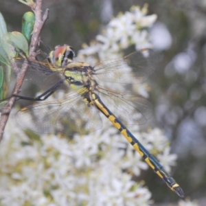 Hemicordulia tau at Hughes, ACT - 2 Jan 2021