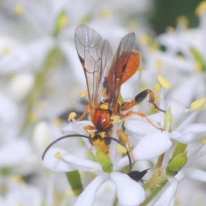 Ichneumonidae (family) at Hughes, ACT - 2 Jan 2021