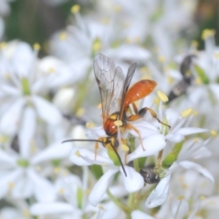 Ichneumonidae (family) at Hughes, ACT - 2 Jan 2021