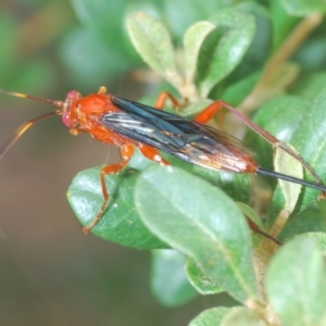 Lissopimpla excelsa at Hughes, ACT - 2 Jan 2021