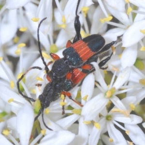 Obrida fascialis at Hughes, ACT - 2 Jan 2021 12:25 PM