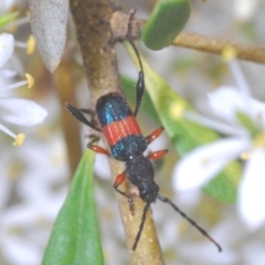 Obrida fascialis at Hughes, ACT - 2 Jan 2021 12:25 PM