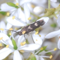 Crossophora semiota (A Concealer moth) at Red Hill Nature Reserve - 2 Jan 2021 by Harrisi