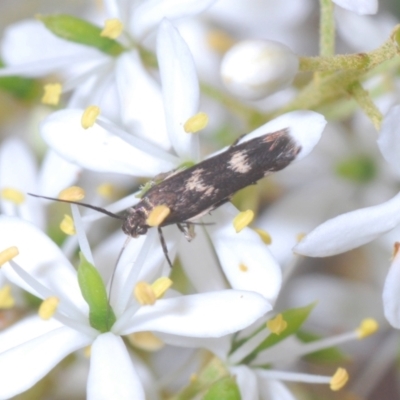 Crossophora semiota (A Concealer moth) at Red Hill Nature Reserve - 2 Jan 2021 by Harrisi