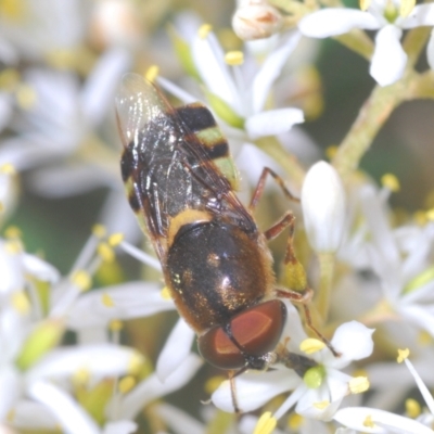Odontomyia hunteri (Soldier fly) at Red Hill Nature Reserve - 2 Jan 2021 by Harrisi